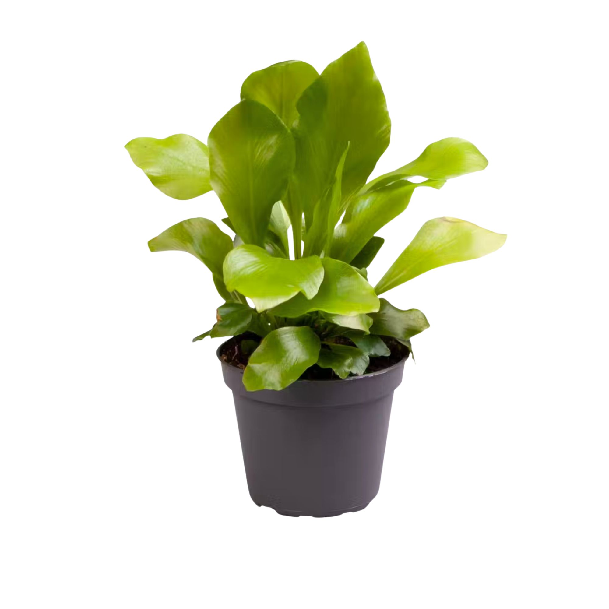 Nestfarn Asplenium Nidus